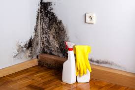 Best Basement Mold Removal in Raymond, WA